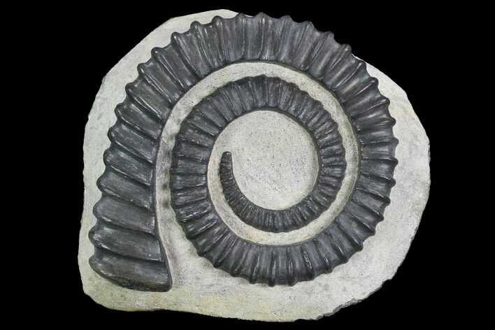 Devonian Ammonite (Anetoceras) - Morocco #99900